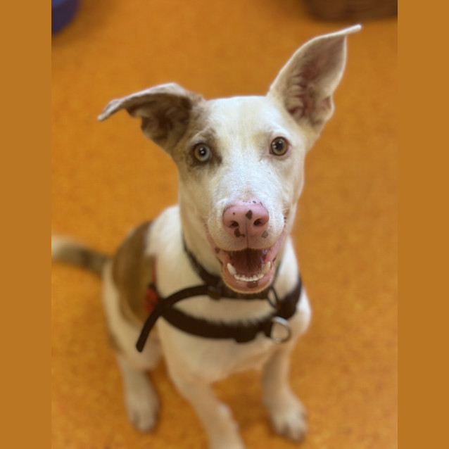Photo of Buster