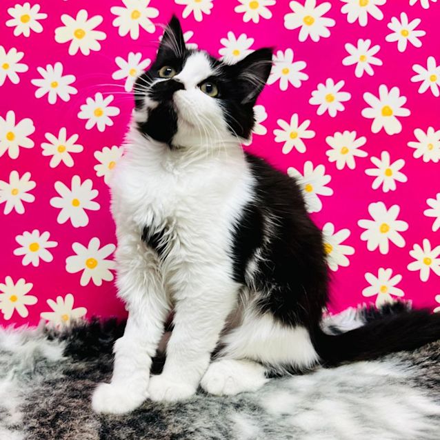 Photo of Nylah   Located In Preston