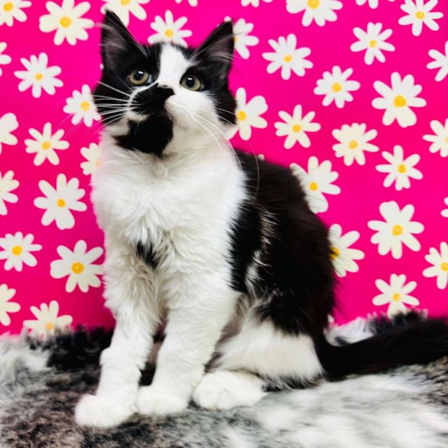 Photo of Nylah   Located In Preston