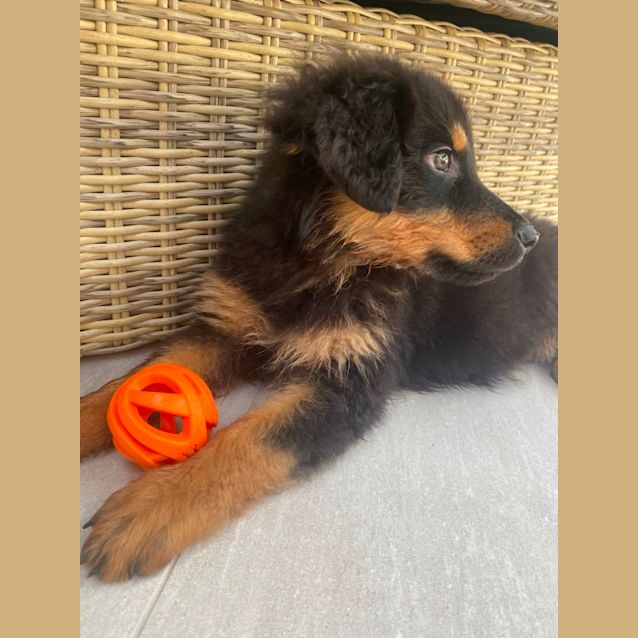 Photo of Arlo   9 Week Old Rottweiler X (Trial)