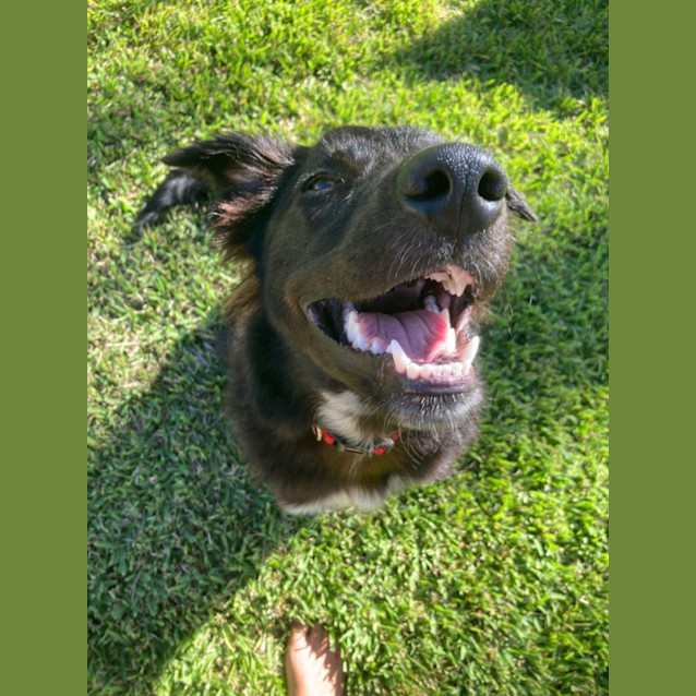 Photo of Alfie