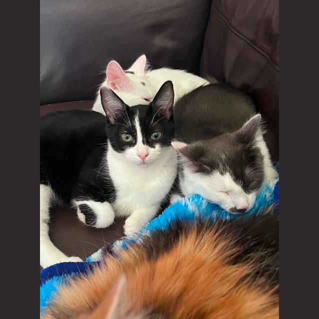 Photo of Batman Meet Me At Chelsea Petstock Store 