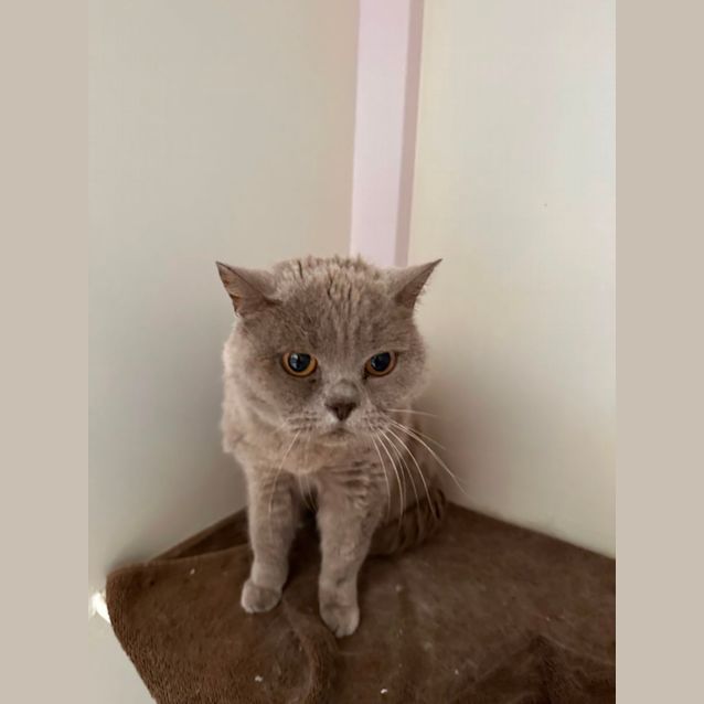 Photo of Blue 