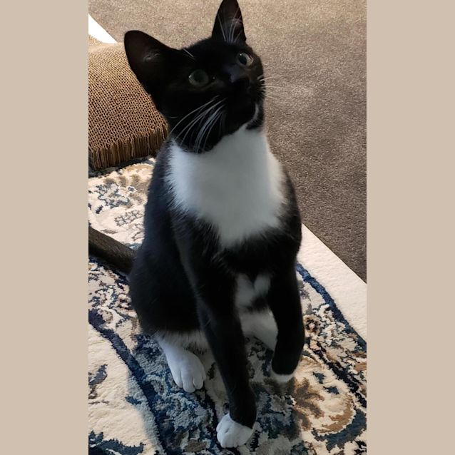 Photo of Kitten