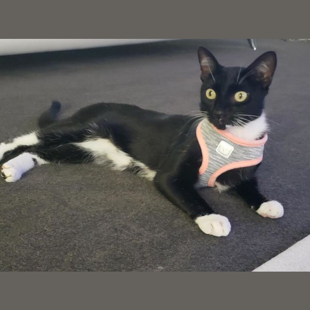 Photo of Kitten