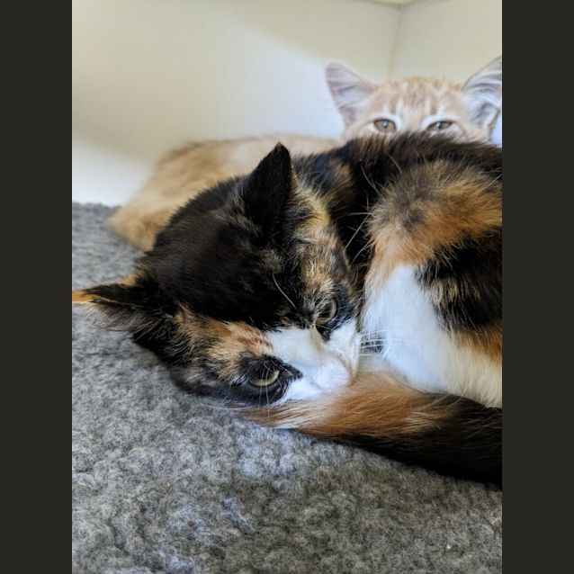 Photo of 🍜 Tortillini F02805 🍜