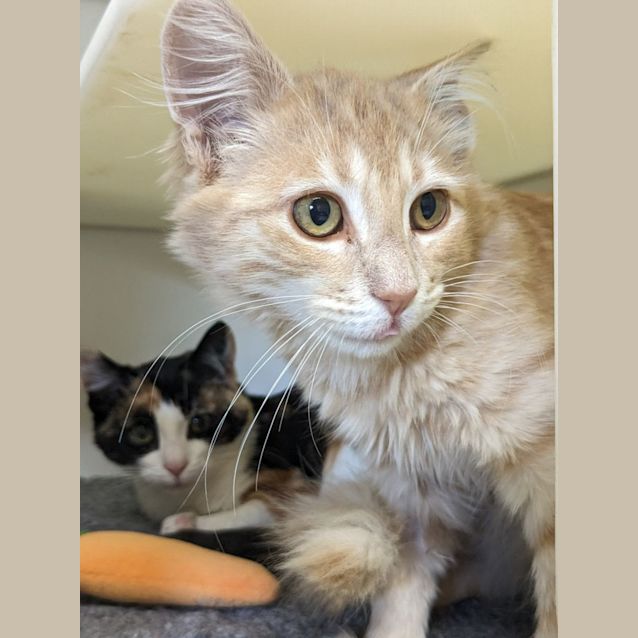 Photo of 🥜 Nutmeg F02804 🥜