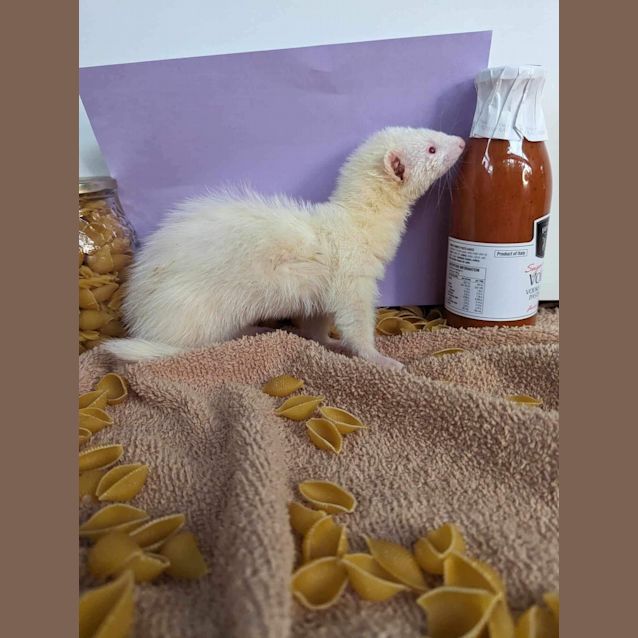 Photo of Marinara