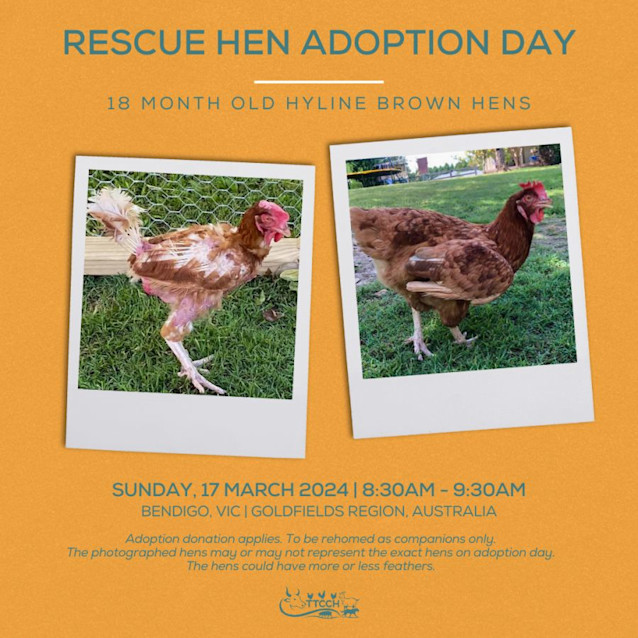 Photo of Rescue Hen Adoption Day  Bendigo, Vic