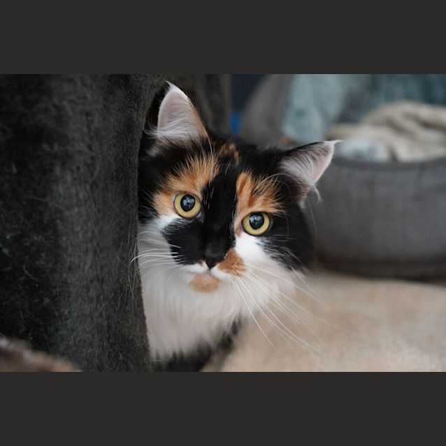 Photo of Salem