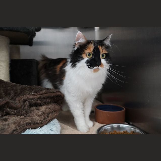 Photo of Salem
