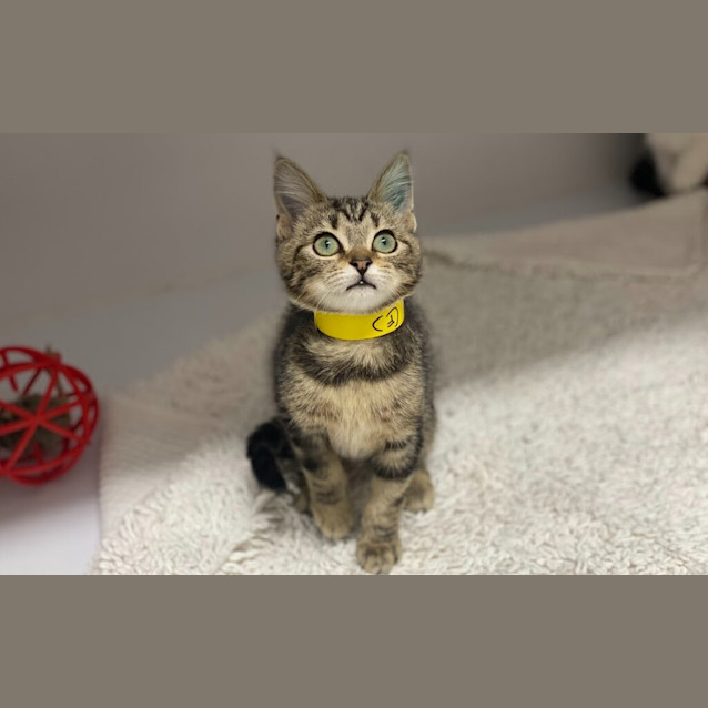 Photo of Dumpling