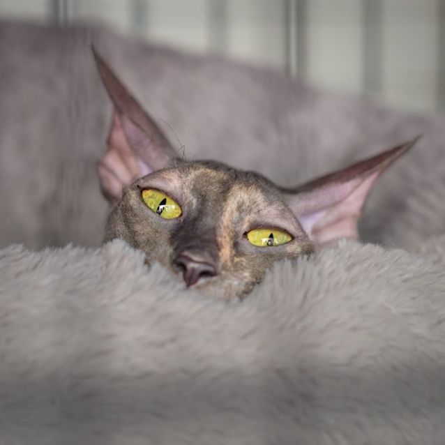 Photo of Spicks'n Specks **2nd Chance Cat Rescue**
