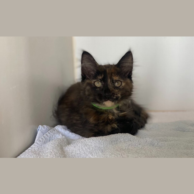 Photo of Pixie