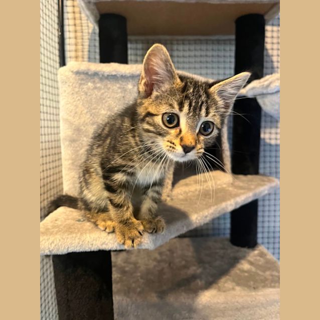 Photo of Arizona **2nd Chance Cat Rescue **