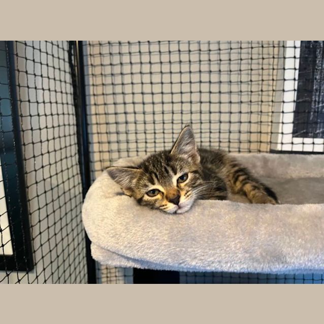 Photo of Arizona **2nd Chance Cat Rescue **