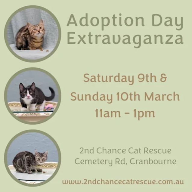 Photo of Arizona **2nd Chance Cat Rescue **