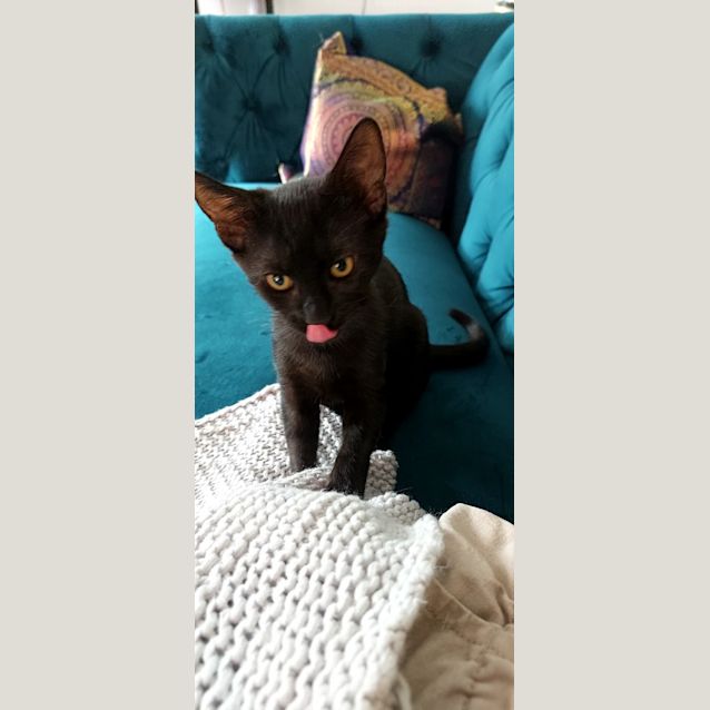 Photo of Chaya