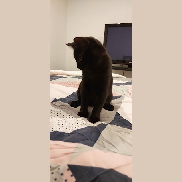 Photo of Chaya