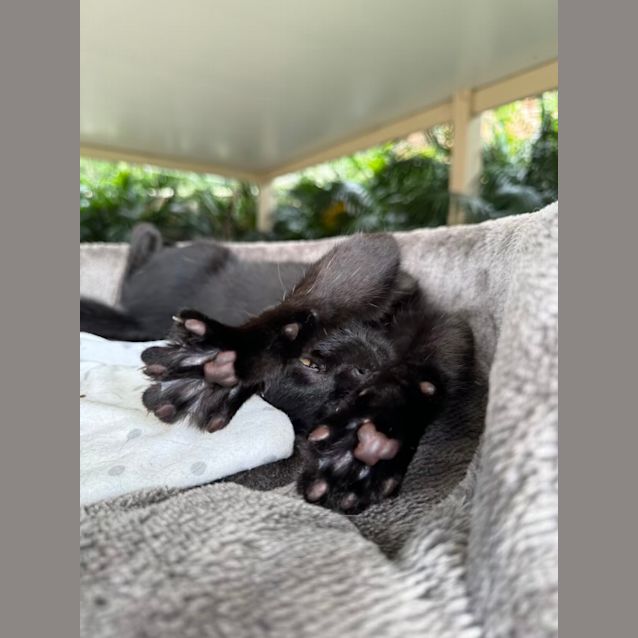 Photo of Ahsoka & Sabine   4 Month Old Domestic (Trial)