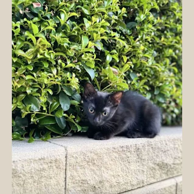 Photo of Ahsoka & Sabine   4 Month Old Domestic (Trial)