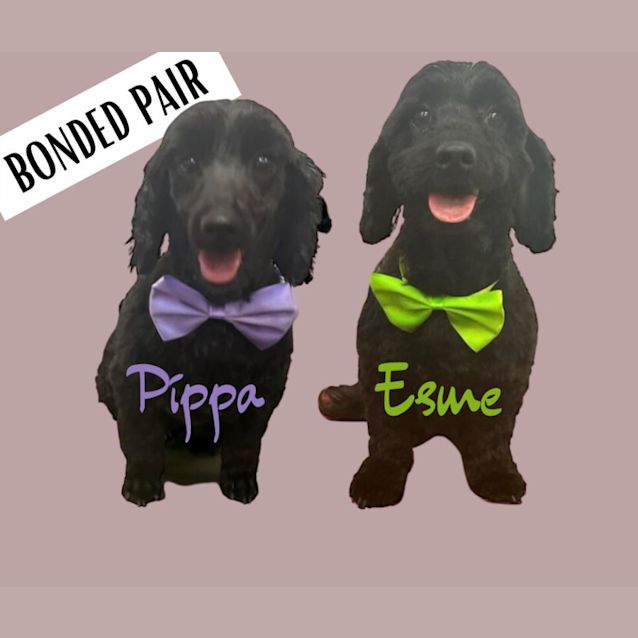 Photo of Esme & Pippa   4 & 5 Year Old Poodle X (Trial)