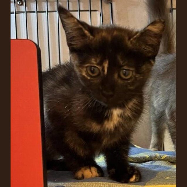 Photo of Freya