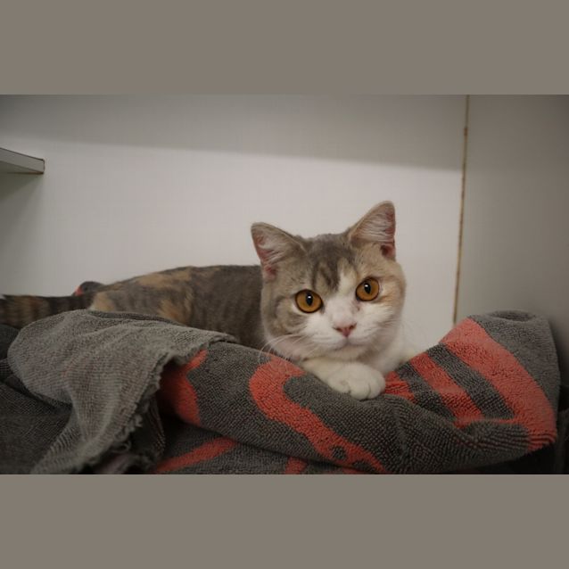 Photo of Puddin