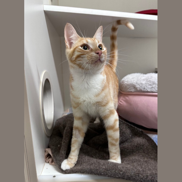 Photo of Clover