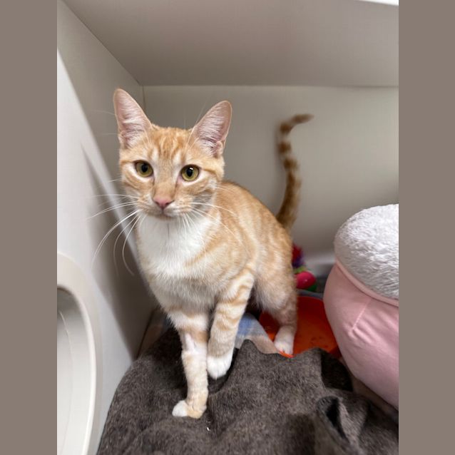 Photo of Clover
