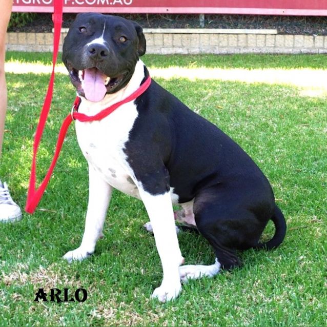Photo of Arlo
