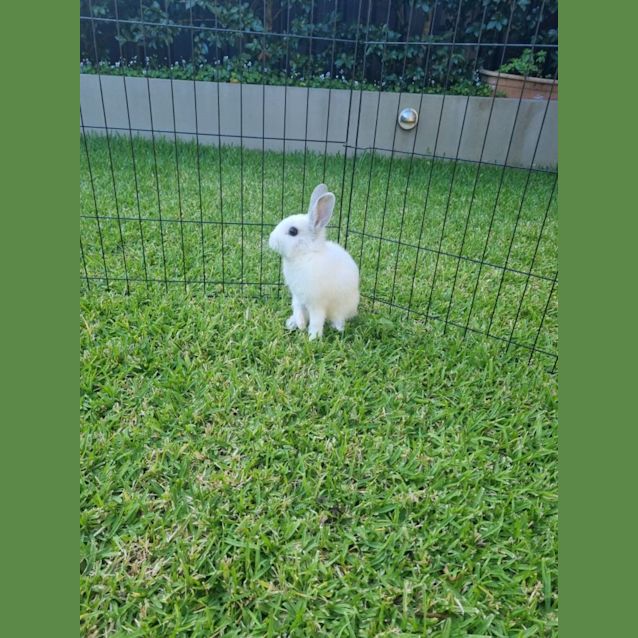Photo of Berry
