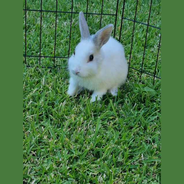 Photo of Berry