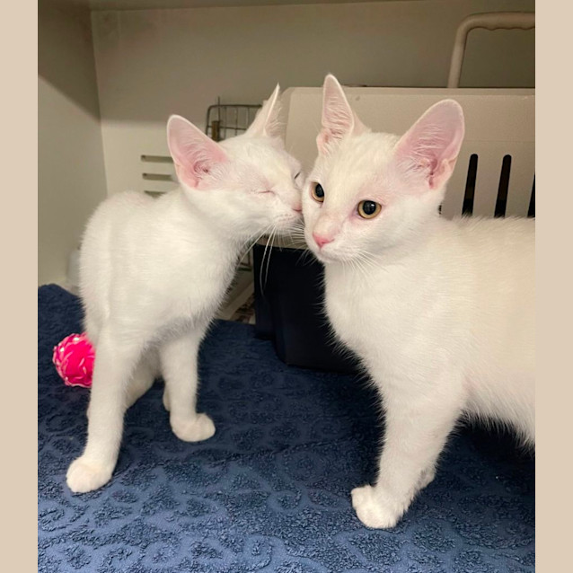 Photo of Turnip & Parsley