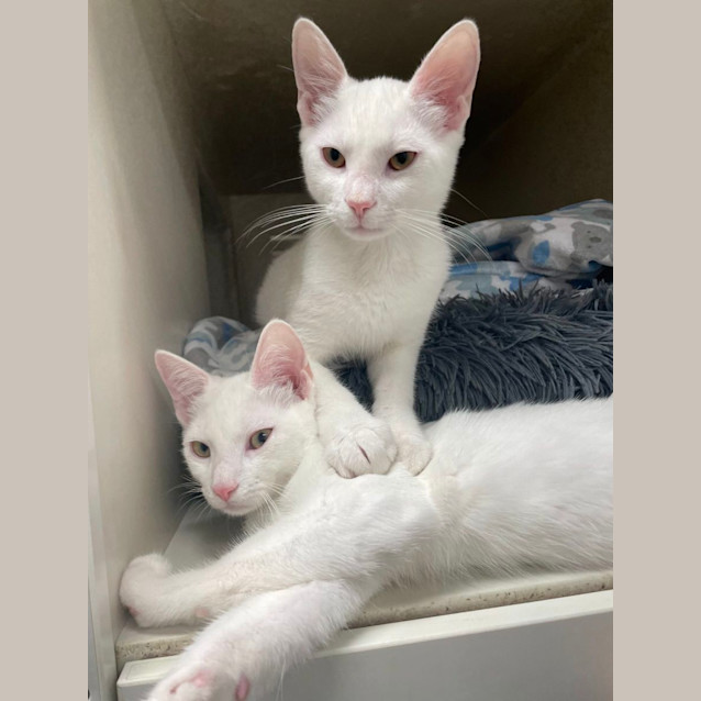 Photo of Turnip & Parsley