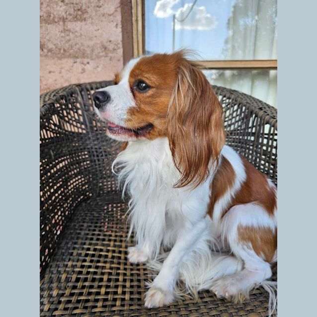 rescue cavalier king charles spaniel chicago