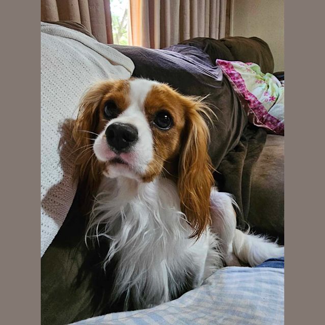 cavalier king charles spaniel rescue michigan