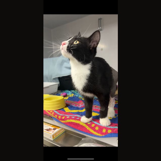 Photo of Dandy