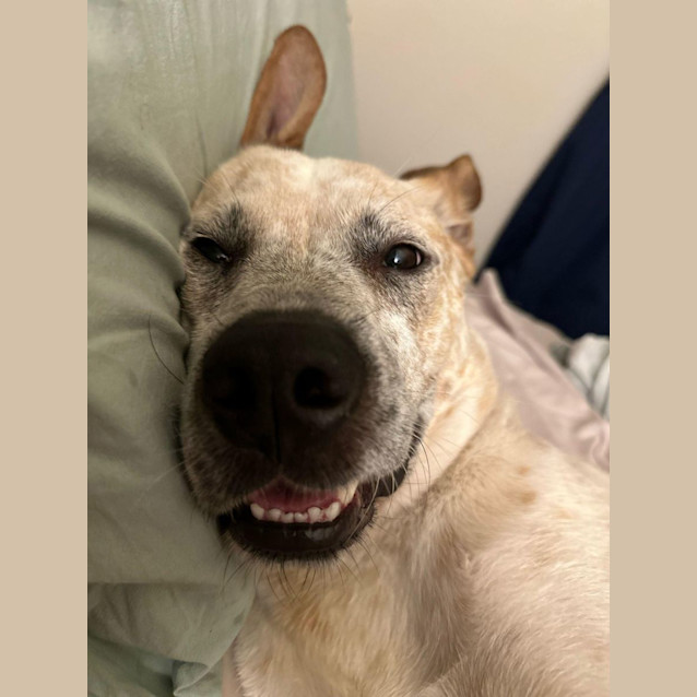 Photo of Asher