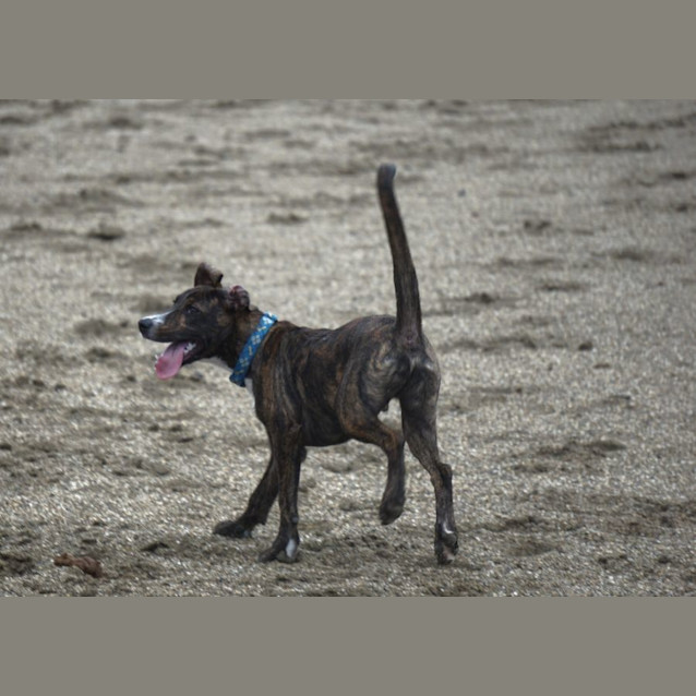 Photo of Toby
