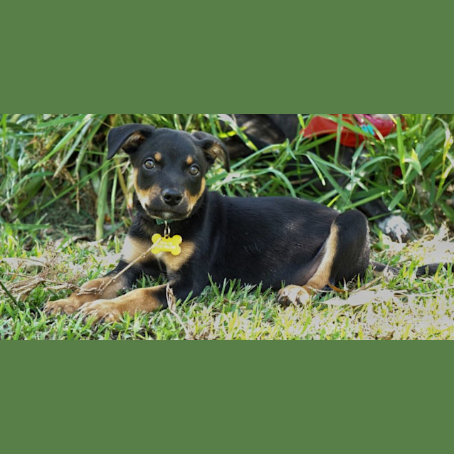 Photo of Cooper