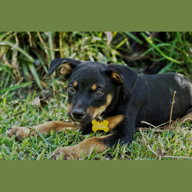 Photo of Cooper