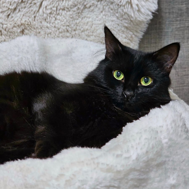 Photo of Jinx