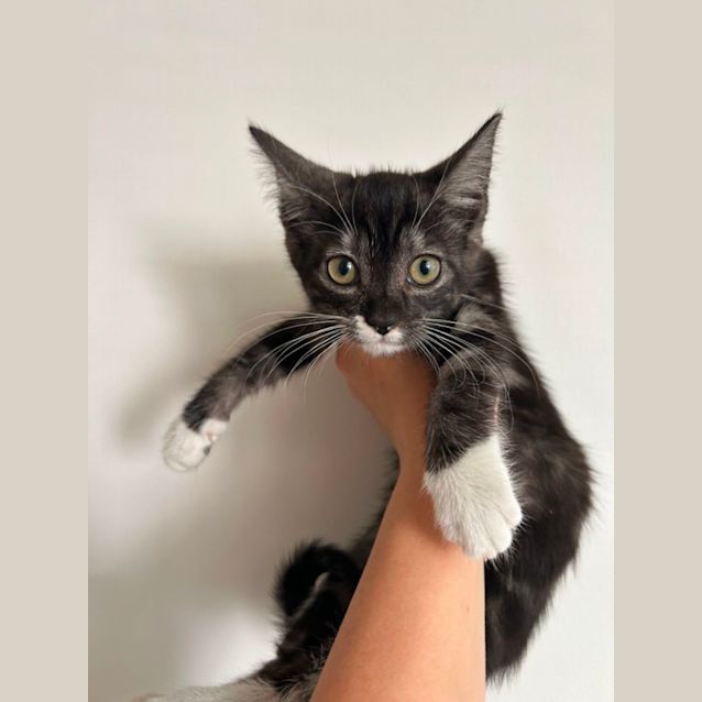 Photo of ❤️ Oreo ❤️