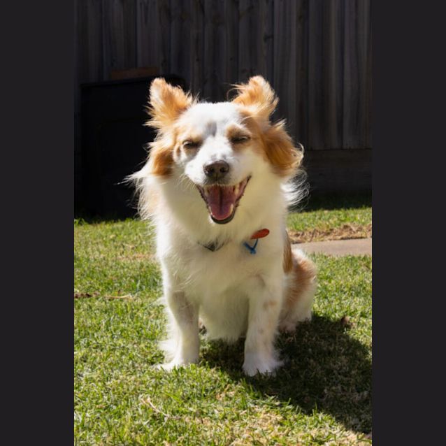 Photo of Ollie