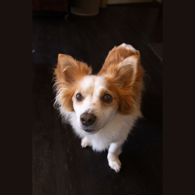 Photo of Ollie