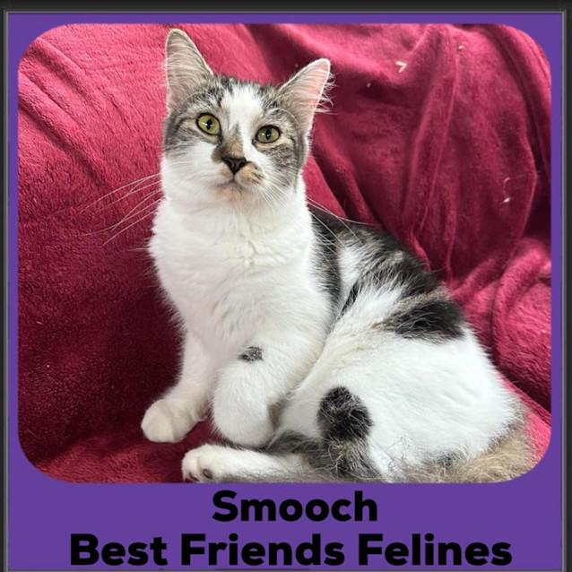 Photo of Smooch 