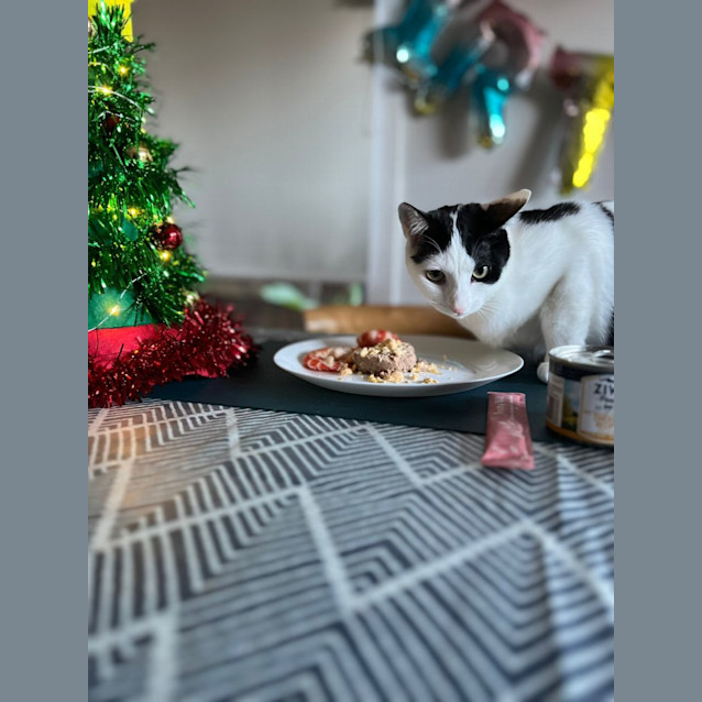 Photo of Tilly & Tilla