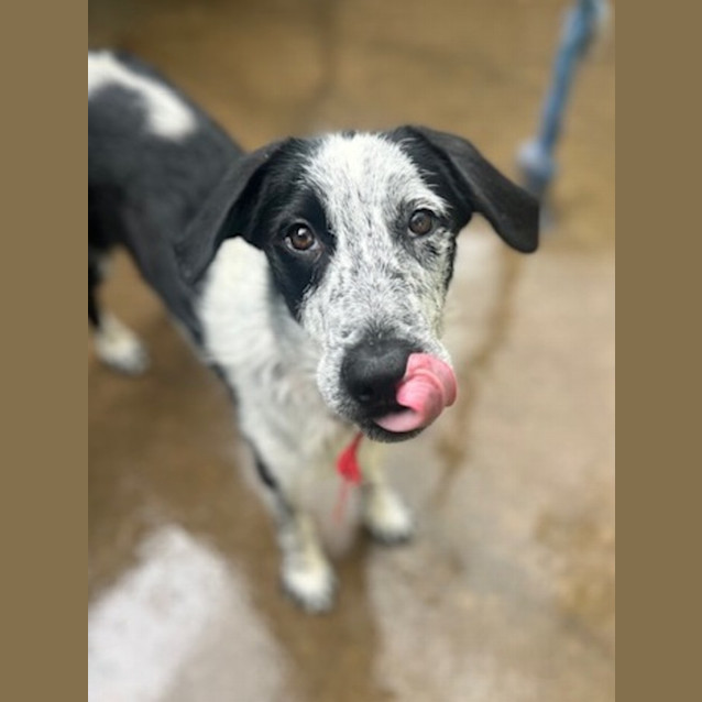 Photo of Harley