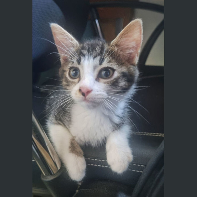 Photo of Twix